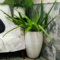 گلدان الوورامادر