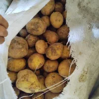 سیب زمینی|خوردنی و آشامیدنی|دهگلان, |دیوار