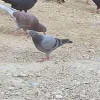 جوجه کبوترپلاکی|پرنده|بوشهر, |دیوار