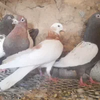 ۵نشتا کفتر تهرانی