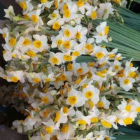 گل نرگس شهلا و پرپر وحشی با ماندگاری بالا