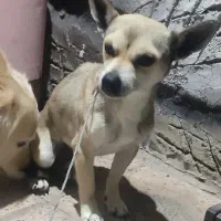 سگ شیواوا|سگ|نی‌ریز, |دیوار