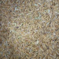 چلتوک کوهمره