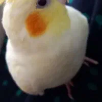 عروس هلندی ‌ گمشده