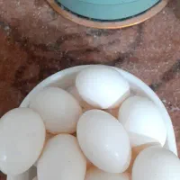 تخم کبوتر ..