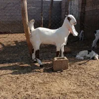 بیگ|حیوانات مزرعه|شوشتر, |دیوار