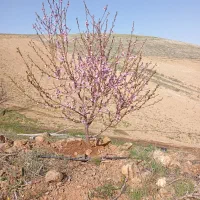باغ-وزمین-کشاورزی-25کیلومتری-سنندج