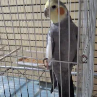 فروش عروس هلندی سخنگو
