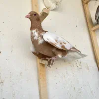 کبوتر پلنگ افغانی|پرنده|سبزوار, ابوریحان|دیوار