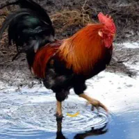 خروس
