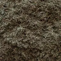 عدس ونخود محلی اویشن وزرشک محلی وکاکوتی وسایر