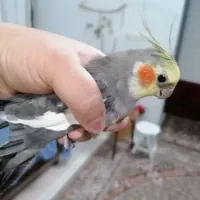 عـروس هلندی نر...450هزارتومن|پرنده|طرقبه, |دیوار