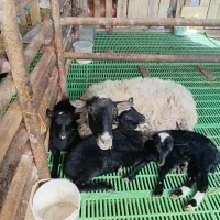 فروش گوسفند رومانوف و افشار