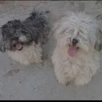 سگ پاپی نر و ماده