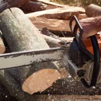 خرید انواع درخت و چوب  به قیمت روز (نقدی)