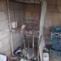 قفس خروس