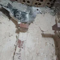 کفترنربدرنگ