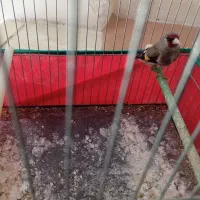 سهره ماده مست‌مست