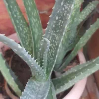 فروش گل طبیعی|گل و گیاه طبیعی|مشهد, شهید شهریاری|دیوار