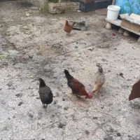 مرغ و خروس محلی|حیوانات مزرعه|اهواز, پردیس|دیوار