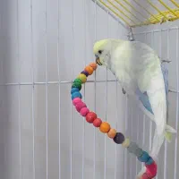 مرغ عشق نر