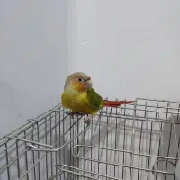 طوطی آناناسی