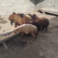 حیوانات مزرعه