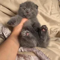 زیباترین گربههای خونگی با تربیت عالی|گربه|اصفهان, خواجو|دیوار