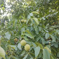 گردو کردستان|خوردنی و آشامیدنی|تهران, اختیاریه|دیوار