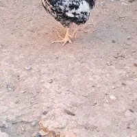 خروس گلین|حیوانات مزرعه|شهریار, کرد امیر|دیوار