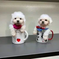 سگ پشمالو شیتزو مالتیز عروسکی سایز صفر