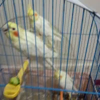 جفت عروس هلندی