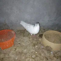 کبوتر فروشی
