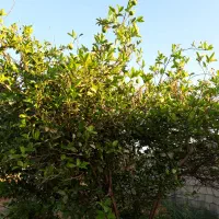 زمین باغچه