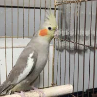 عروس هلندی ماده اماده|پرنده|قم, نیروگاه|دیوار