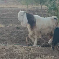 دامداری گوسفند وبز|حیوانات مزرعه|بیستون, |دیوار