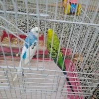 دو عدد مرغ عشق مست با قفس