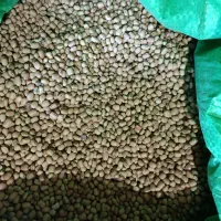 لوبیا|عمدهفروشی|بدره, |دیوار