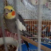 عروس هلندی آواز خوان نر با قفس