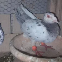 کبوتر سرور و دم سفید...|پرنده|قم, آزادگان|دیوار