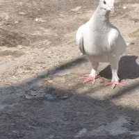 کبوتر کاشونی