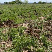 فروش باغ انگور بارده ۱۰۰۰ متری در تاکستان|فروش دفتر صنعتی، کشاورزی، تجاری|کرج, حصارک بالا|دیوار