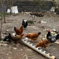 مرغ محلی تخمگذار