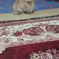 خرگوش|موش و خرگوش|قم, قلعه کامکار|دیوار
