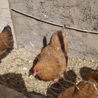 مرغ و خروس برهما لهستانی جوجه