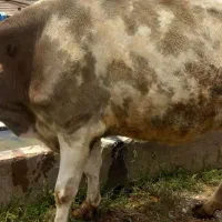 گاو|حیوانات مزرعه|دزفول, |دیوار