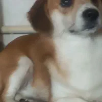 سگ دوست داشتنی و آروم