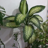 گل دیفن|گل و گیاه طبیعی|مراغه, |دیوار