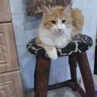گربه نارنجی و سفید و طوسی