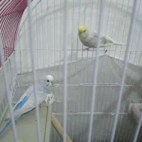 یک جفت مرغ عشق